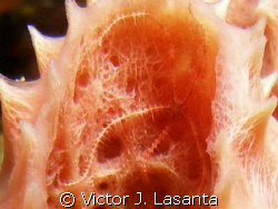baby brittle star inside a branching vase sponge at merma... by Victor J. Lasanta 